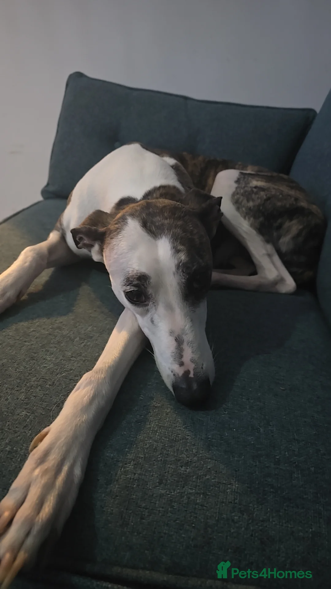 Mixed Breed dogs for sale: Greyhound Cross - Advert 1