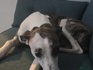 Mixed Breed dogs Greyhound Cross - Advert 2