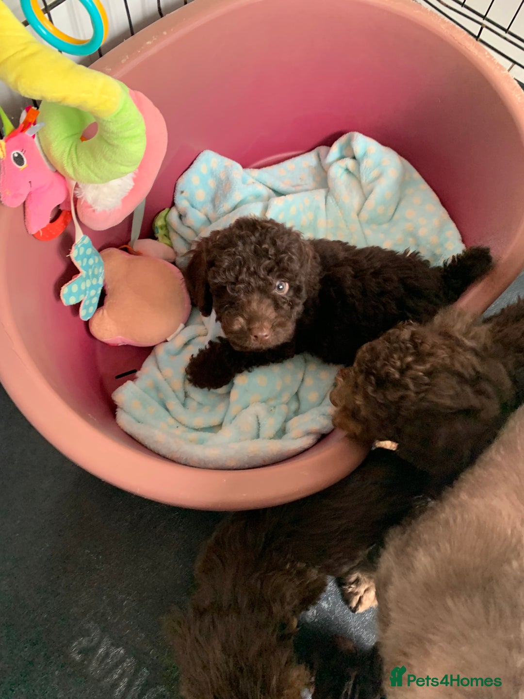 Cockapoo dogs for sale: F1b Cockapoo puppies !! health tested parents !! - Image 21