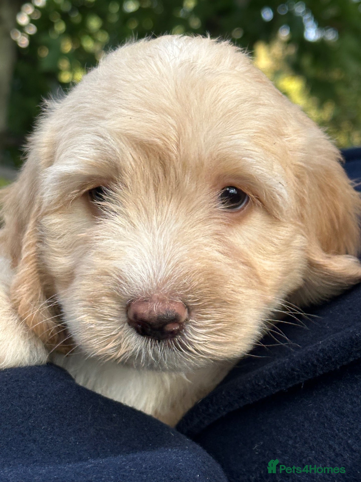 Sheepadoodle dogs Unique mini sheepadoodle mix - Advert 9