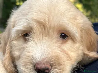 Sheepadoodle dogs Unique mini sheepadoodle mix - Advert 9