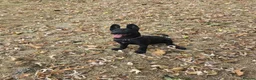 Belgian Shepherd Dog dogs for sale: Female Belgian Shepherd in Sheffield - Advert 4