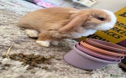 Mini Lop rabbits for sale: 2 bonded doe mini lops + everything (cage etc) - Image 2