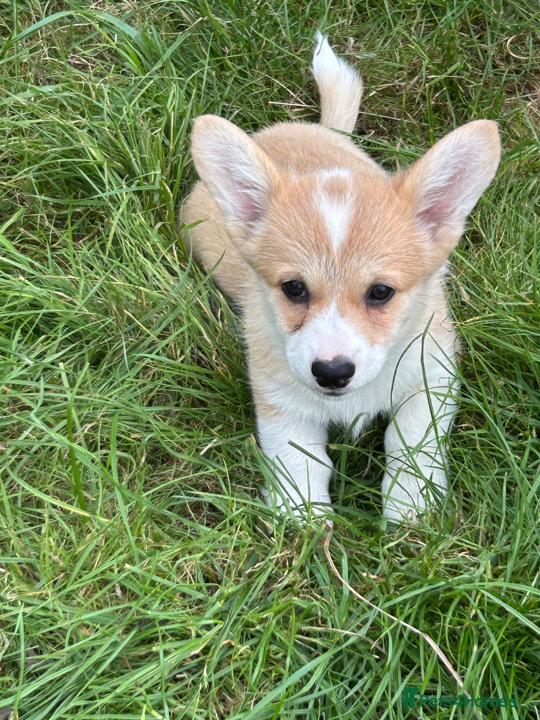 Welsh Corgi Pembroke dogs for sale: Beautiful Pembroke Corgi Pups - Image 5