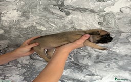 French Bulldog dogs for sale: KC REGISTERED FRENCH BULLDOG PUPPIES - Image 14