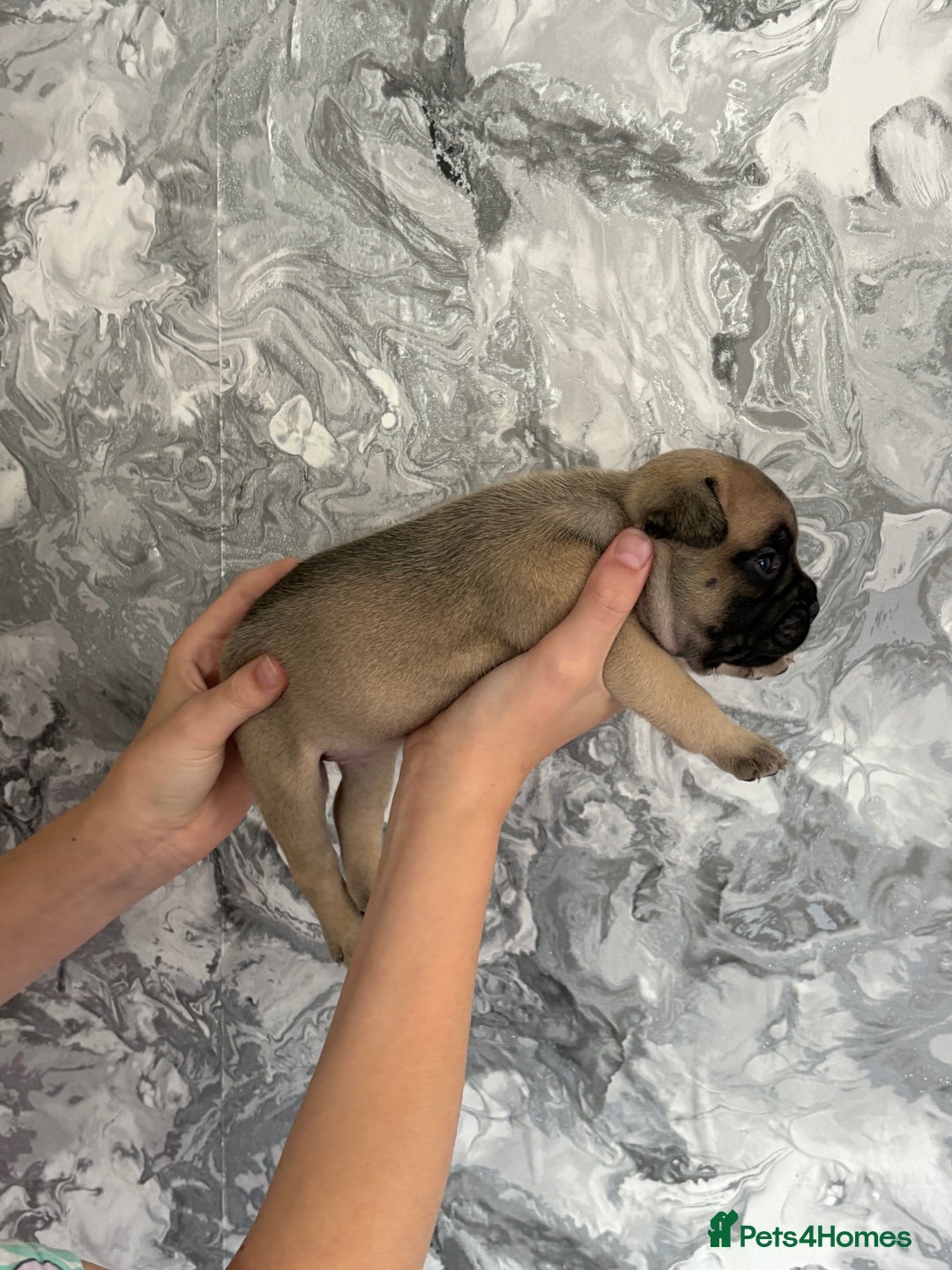 French Bulldog dogs for sale: KC REGISTERED FRENCH BULLDOG PUPPIES - Image 14