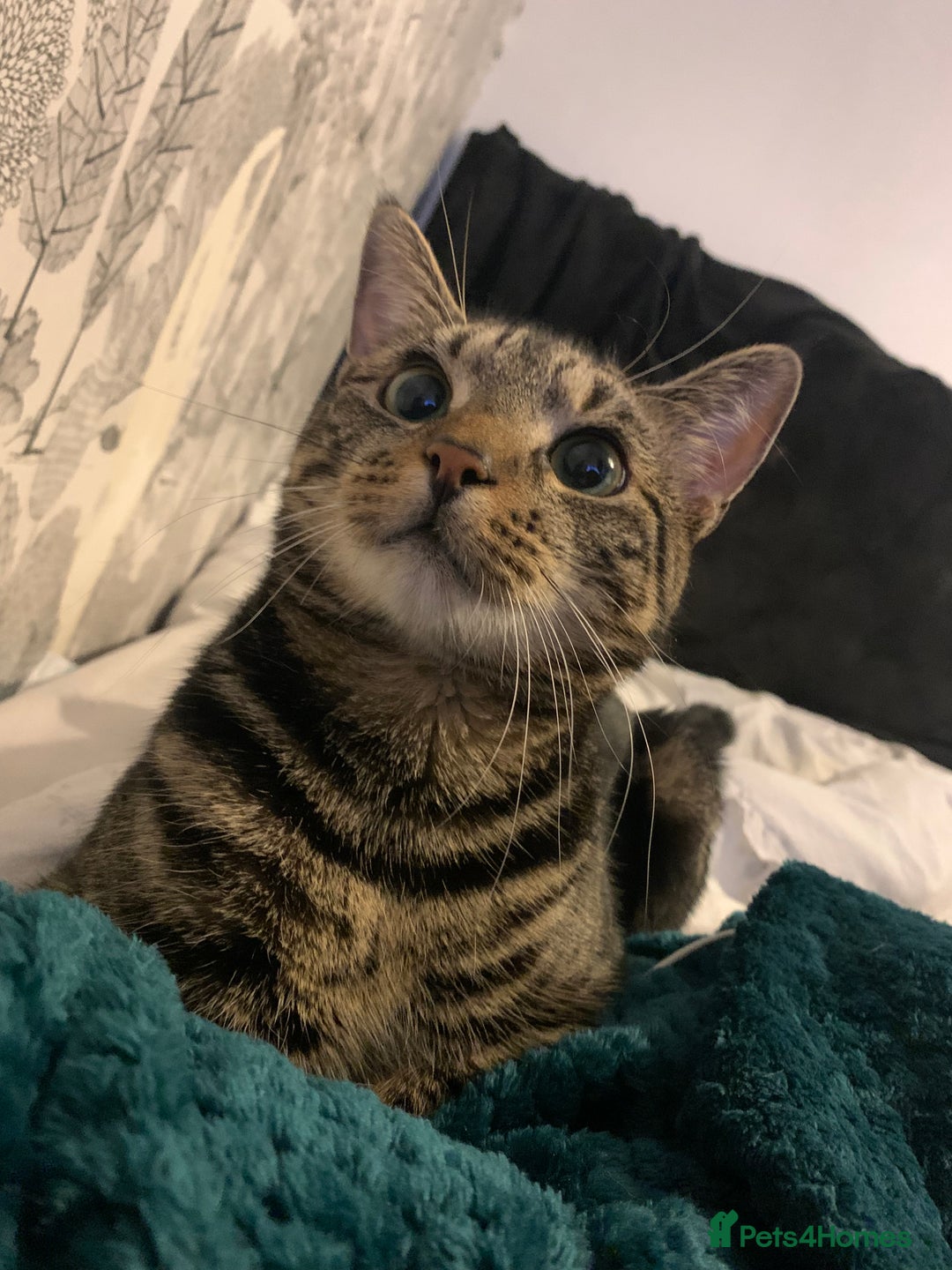 Domestic Shorthair cats for sale: One year old tabby male - Image 3