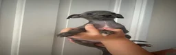 Italian Greyhound dogs for sale: Boy and girl available  - Advert 5