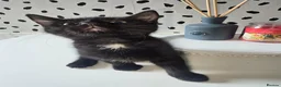 Mixed Breed cats for sale: 4 kittens (free) and ready for there new home - Advert 2