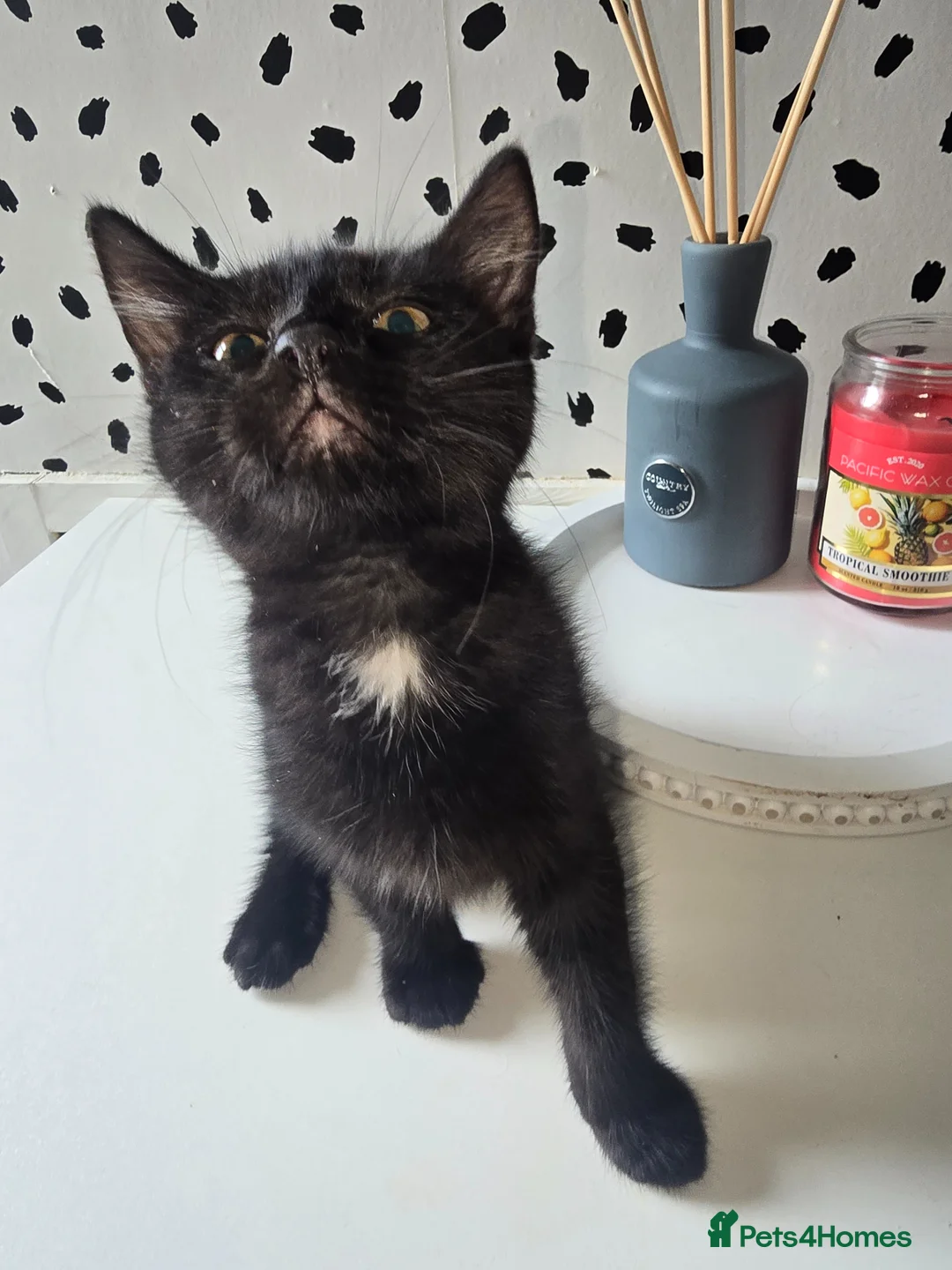 Mixed Breed cats for sale: 4 kittens (free) and ready for there new home - Advert 2