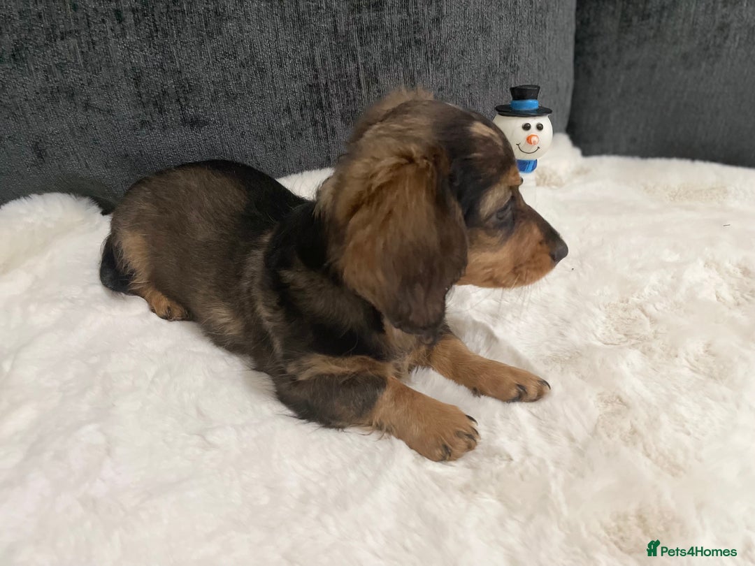 Miniature Dachshund dogs for sale: Champion Longhaired Miniature Dachshund Puppies - Advert 9