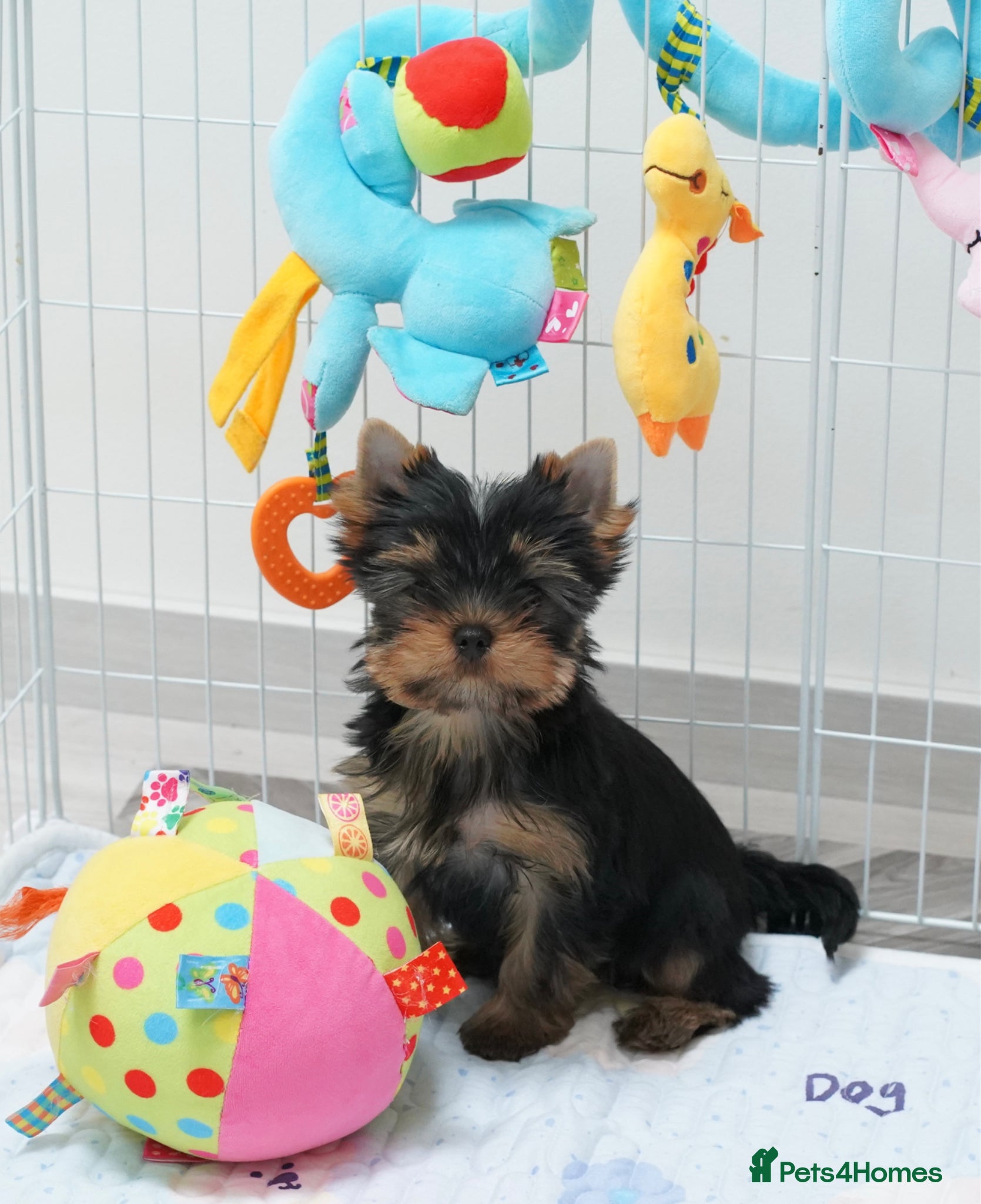 Yorkshire Terrier dogs Adorable KC reg: girl 💕 - Advert 2