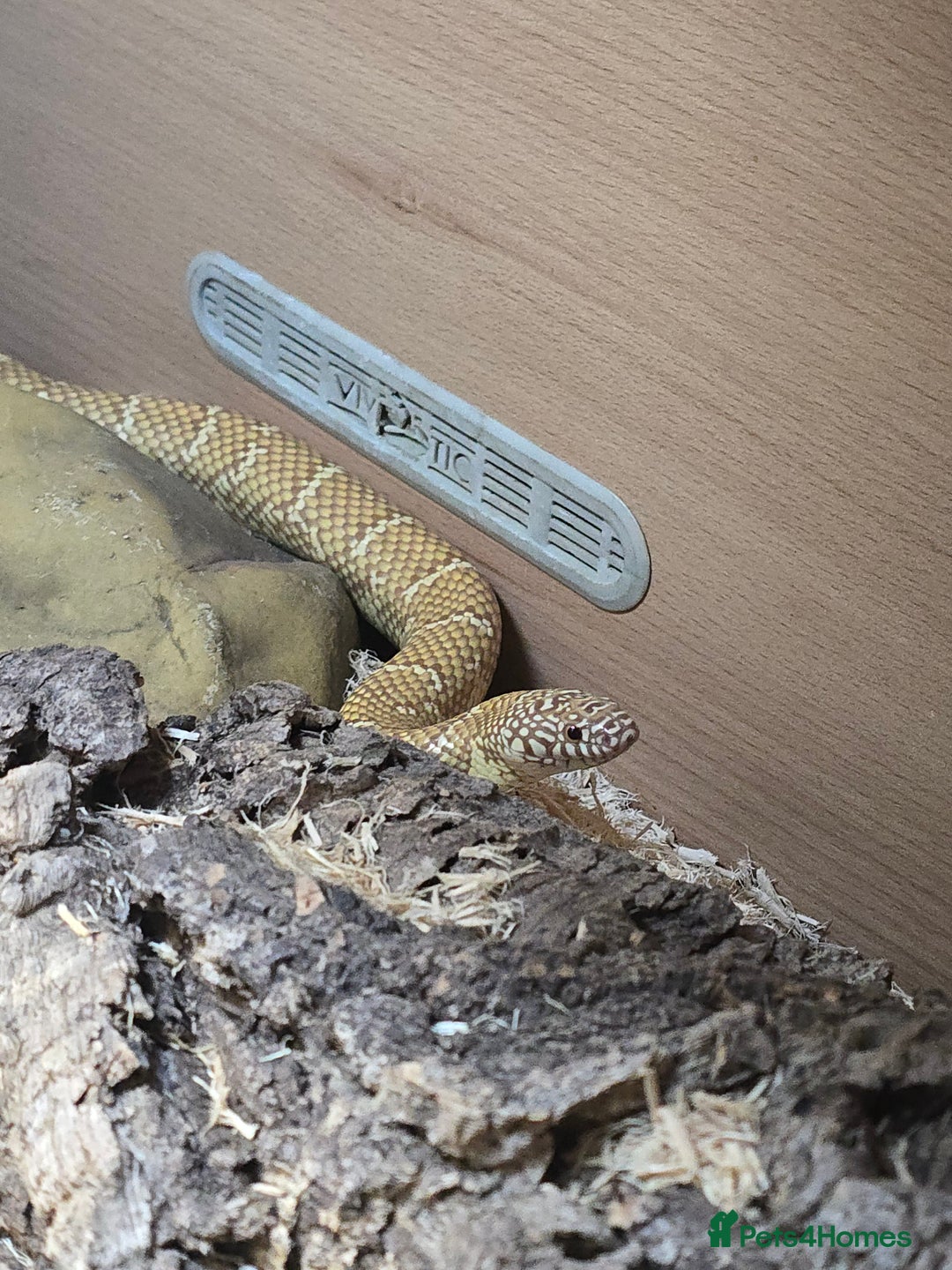 King Snake reptiles for sale: Two female Florida Brooks King Snakes - Advert 1