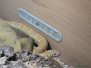King Snake reptiles Two female Florida Brooks King Snakes - Advert 18