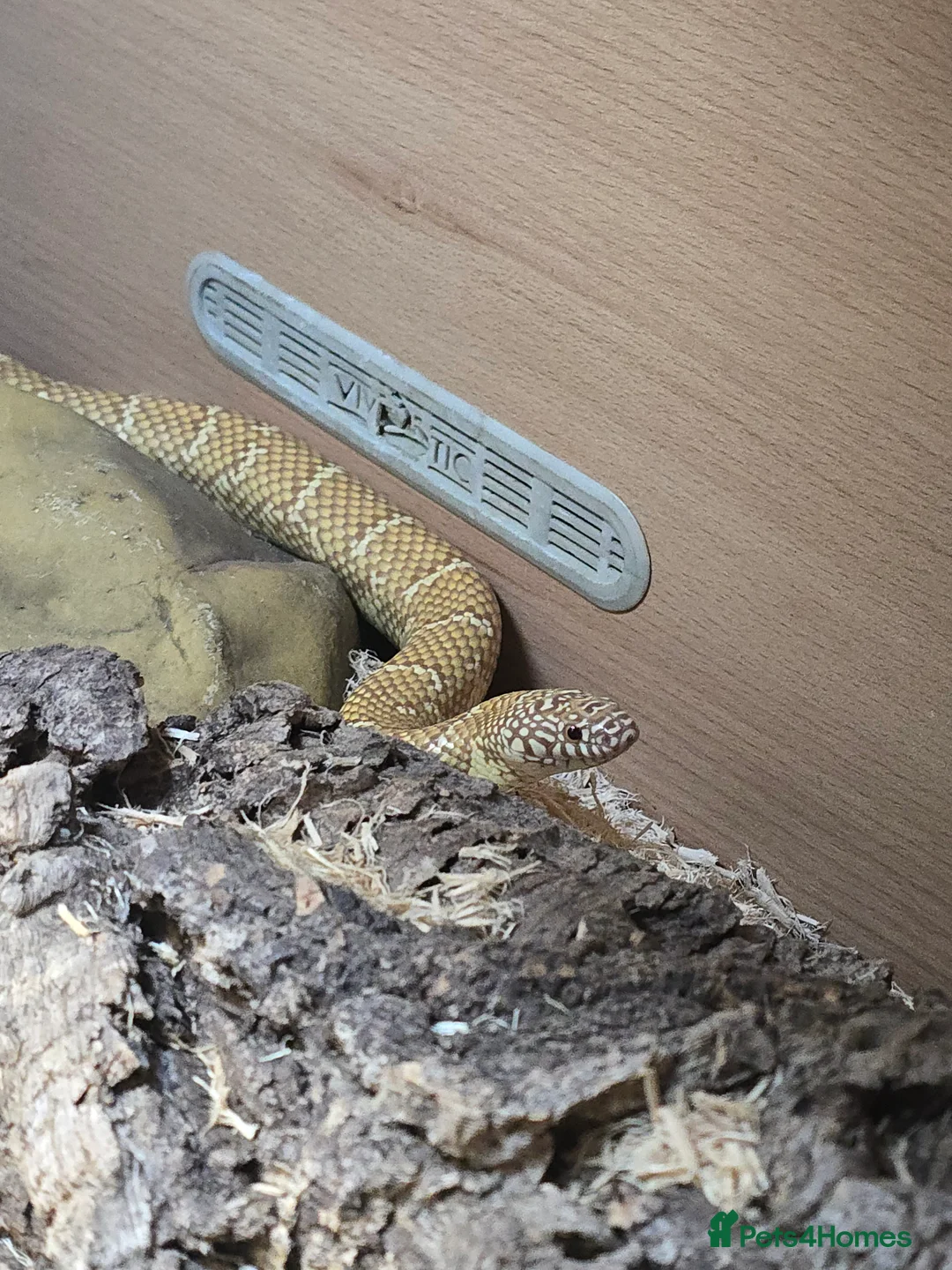 King Snake reptiles for sale: Two female Florida Brooks King Snakes - Advert 1