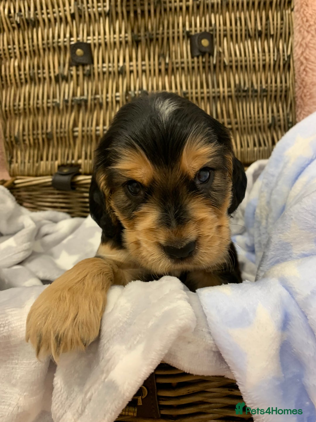 Cocker Spaniel dogs for sale: Health tested KC reg show type cocker spaniels  in Abergele - Image 22