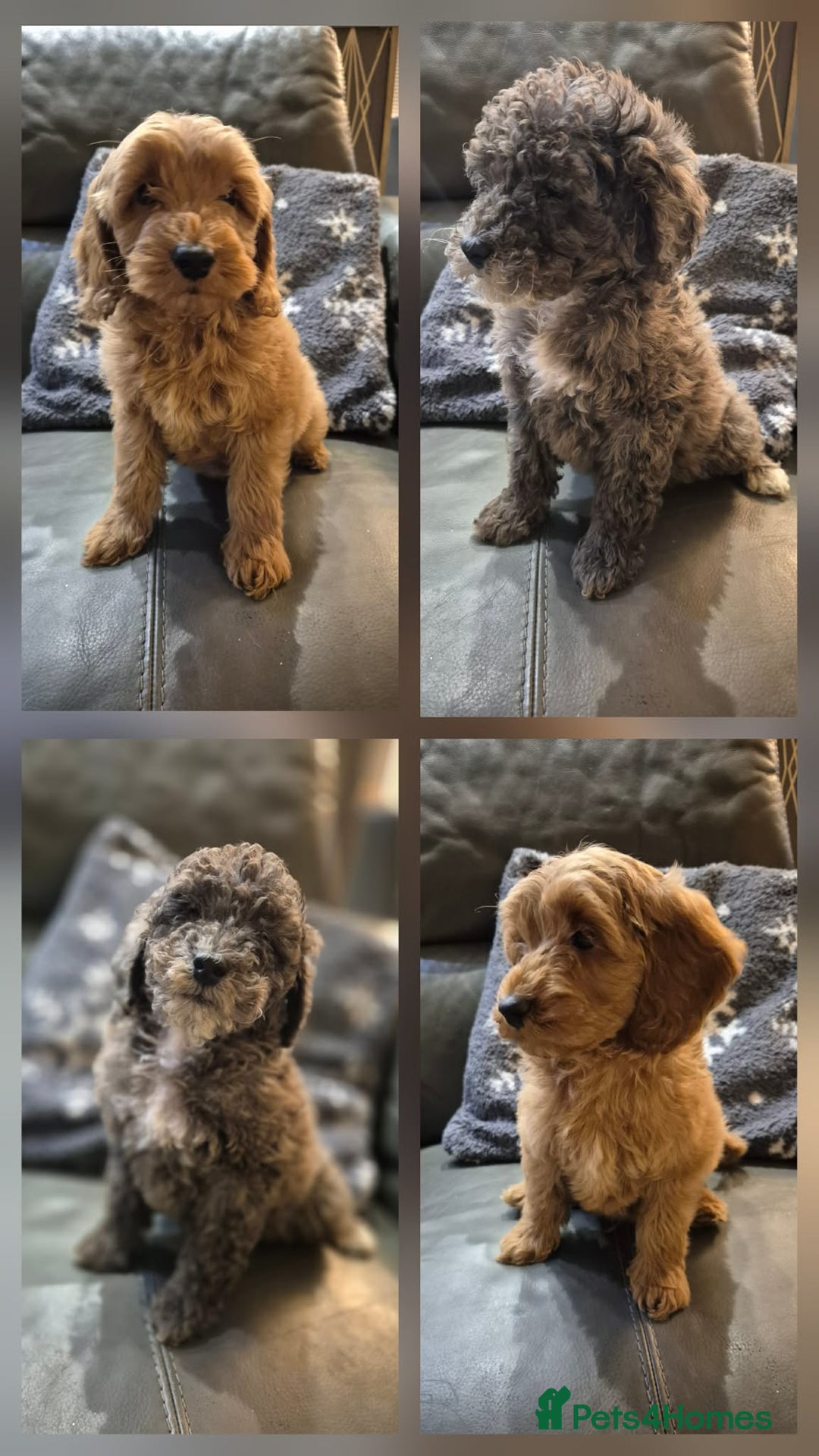Cockapoo dogs for sale: Beautiful Cockapoo Puppies Ready Now  - Advert 1