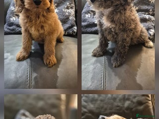 Cockapoo dogs Beautiful Cockapoo Puppies Ready Now - Advert 5
