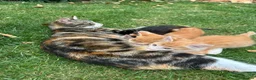 Mixed Breed cats for sale: Mixed breed kittens - Advert 27