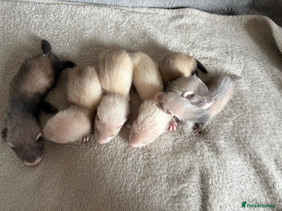 Ferret rodents for sale: Baby Ferrets For Sale - Advert 4