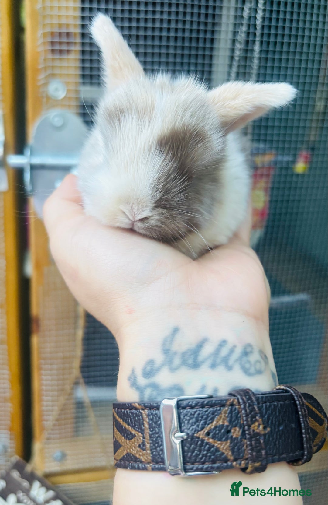 Mini Lop rabbits for sale: PURE bred baby PEDIGREED mini lops  - Image 8