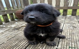 German Shepherd dogs for sale: German Shepherd Puppies – Ready Soon! 🐾 - Image 4