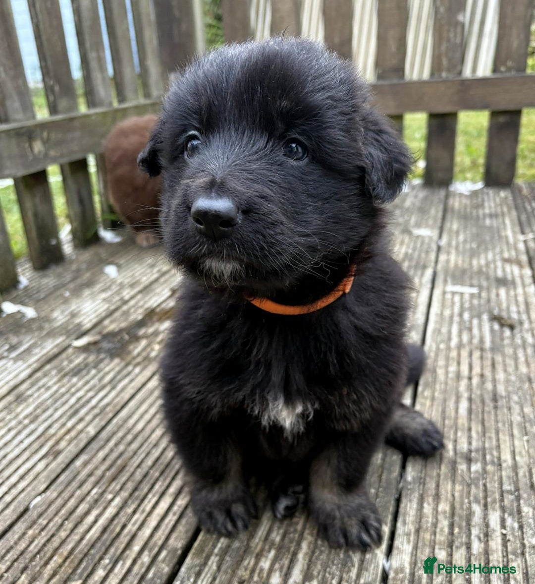German Shepherd dogs for sale: German Shepherd Puppies – Ready Soon! 🐾 - Image 4