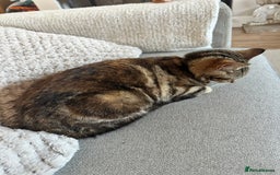 Domestic Shorthair cats for sale: Domestic short hair female - Image 2