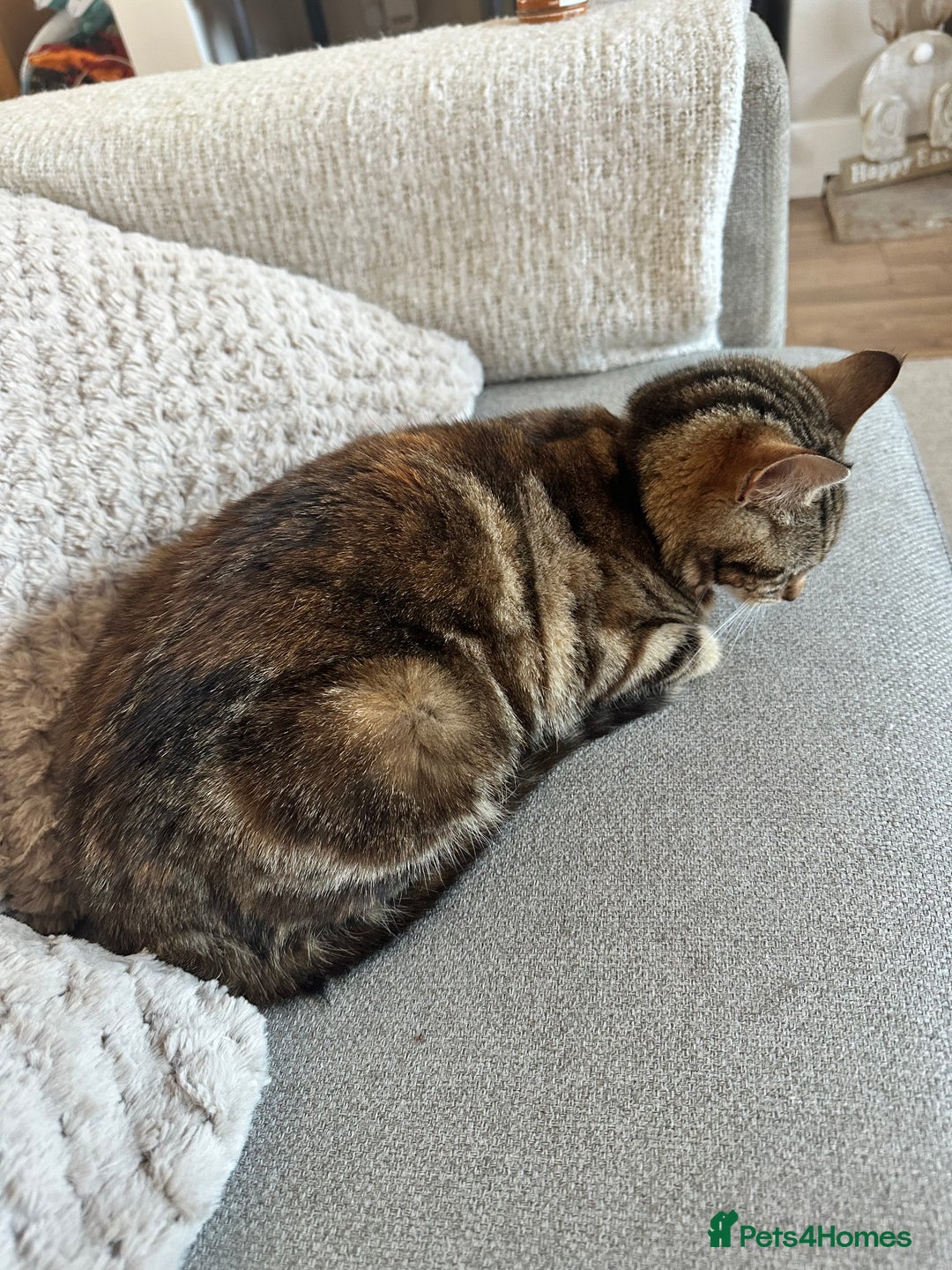 Domestic Shorthair cats for sale: Domestic short hair female - Image 2