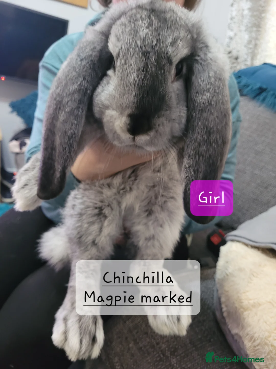 French Lop rabbits for sale: Pure Bred French Lop babies - Advert 3