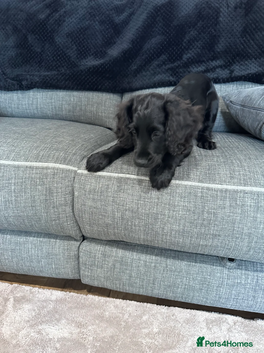 Sprocker dogs for sale: Special Little Boy Looking for His Forever Home 🐾 in Wisbech - Advert 7