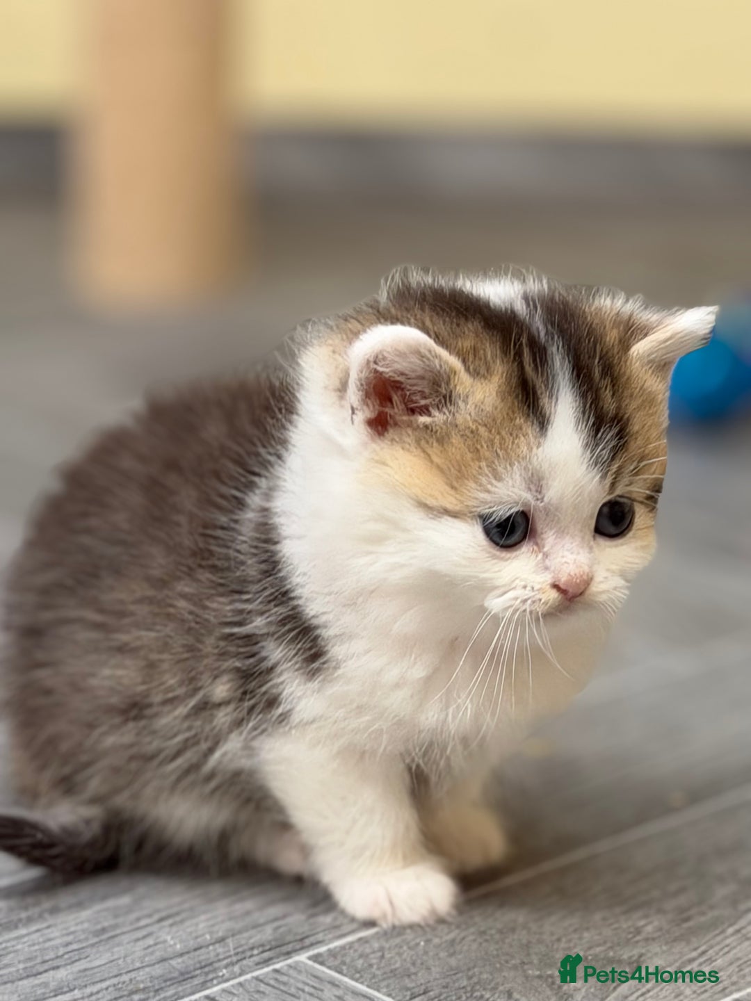 British Shorthair cats for sale: BSH tri- colour golden/blue/white kittens TICA - Image 8