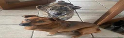 Mixed Breed dogs for adoption: Little Indie is still waiting for a forever home - Advert 6