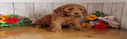 Cavapoo dogs for sale: Beautiful solid red cavapoos  - Advert 7
