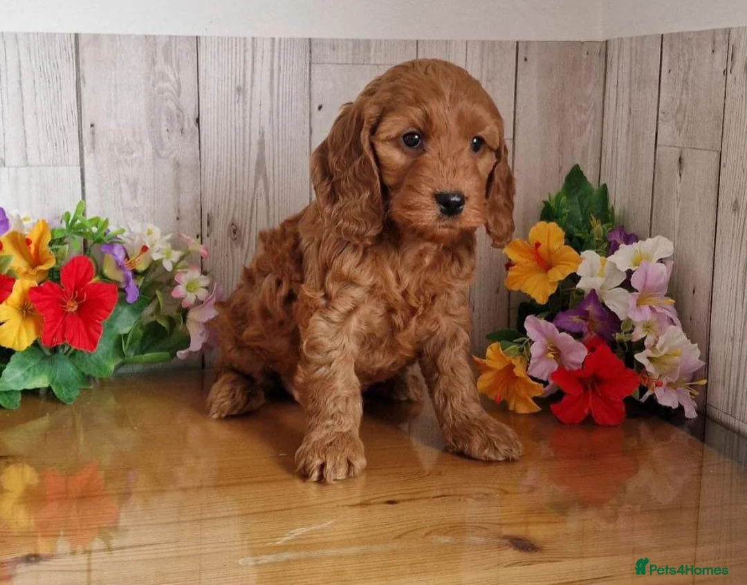 Cavapoo dogs for sale: Beautiful solid red cavapoos  - Advert 7