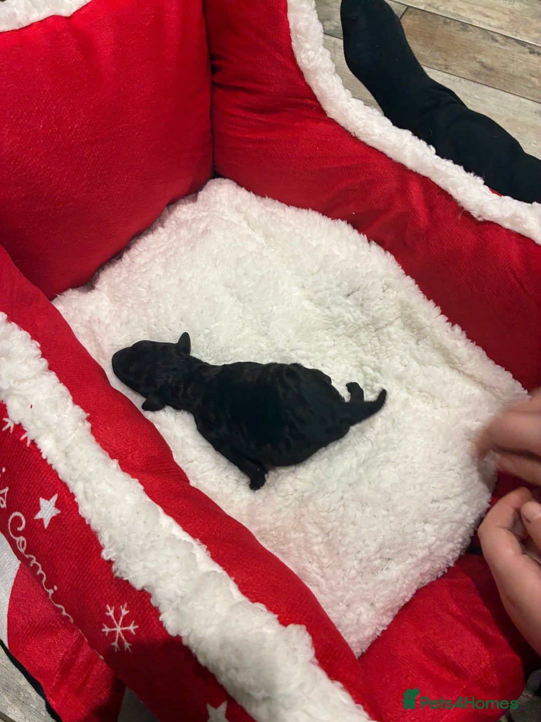 Miniature Poodle dogs for sale: beautiful miniature poodles  - Advert 4