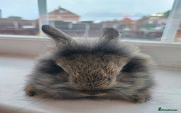 Dwarf Lop rabbits for sale: A cute little rabbit - Image 8