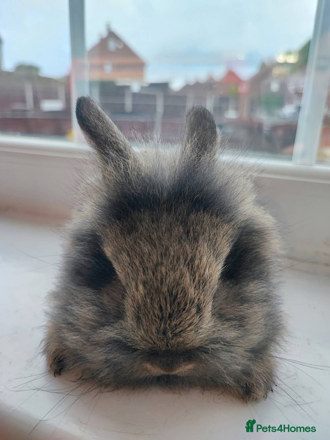 Dwarf Lop rabbits for sale: A cute little rabbit - Image 8