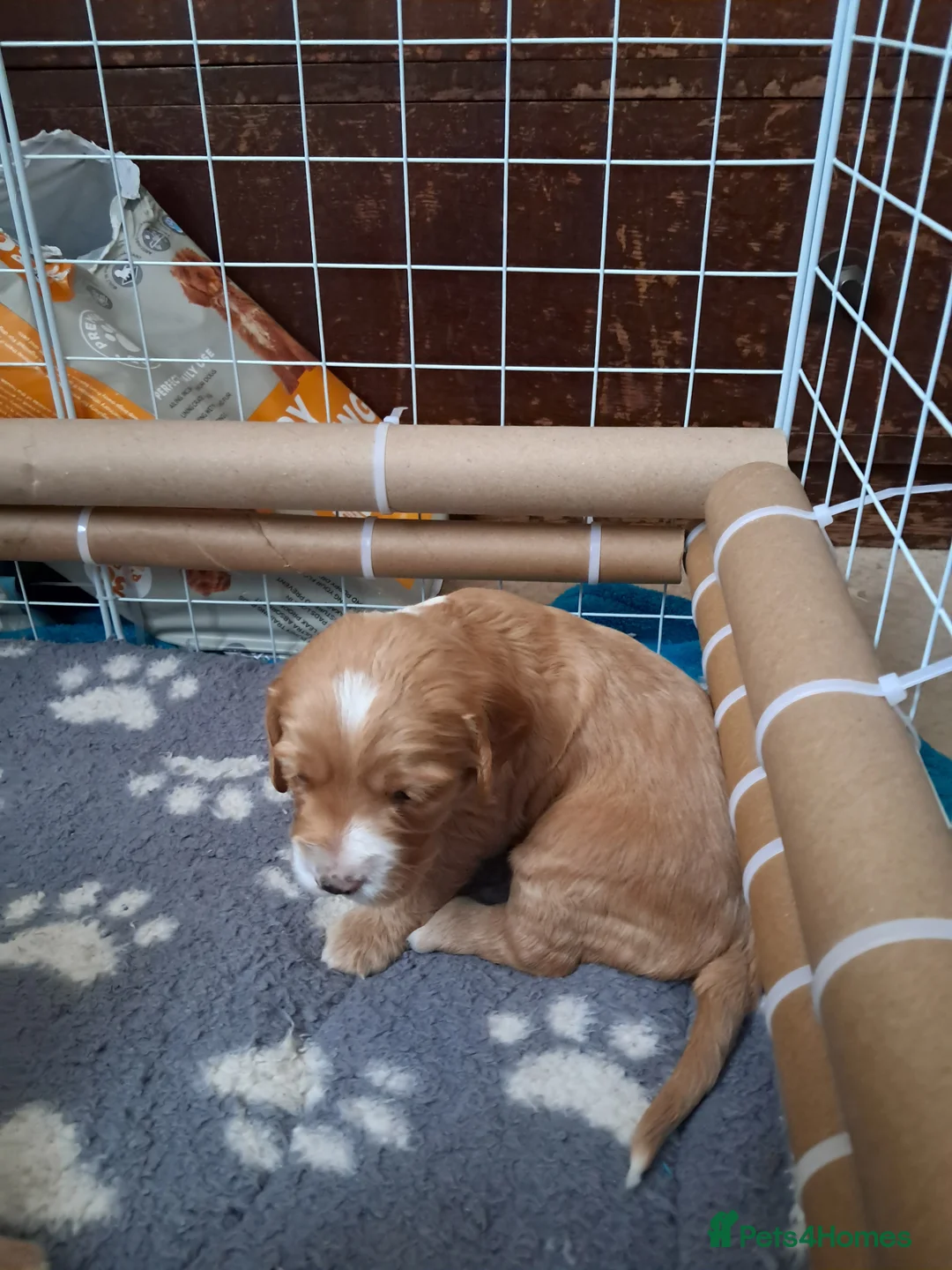 Cockapoo dogs for sale: F1B Red and fox red cockapoo litter - Advert 4