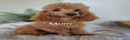 Cocker Spaniel dogs for sale: Kc regd cocker spaniels - Advert 7