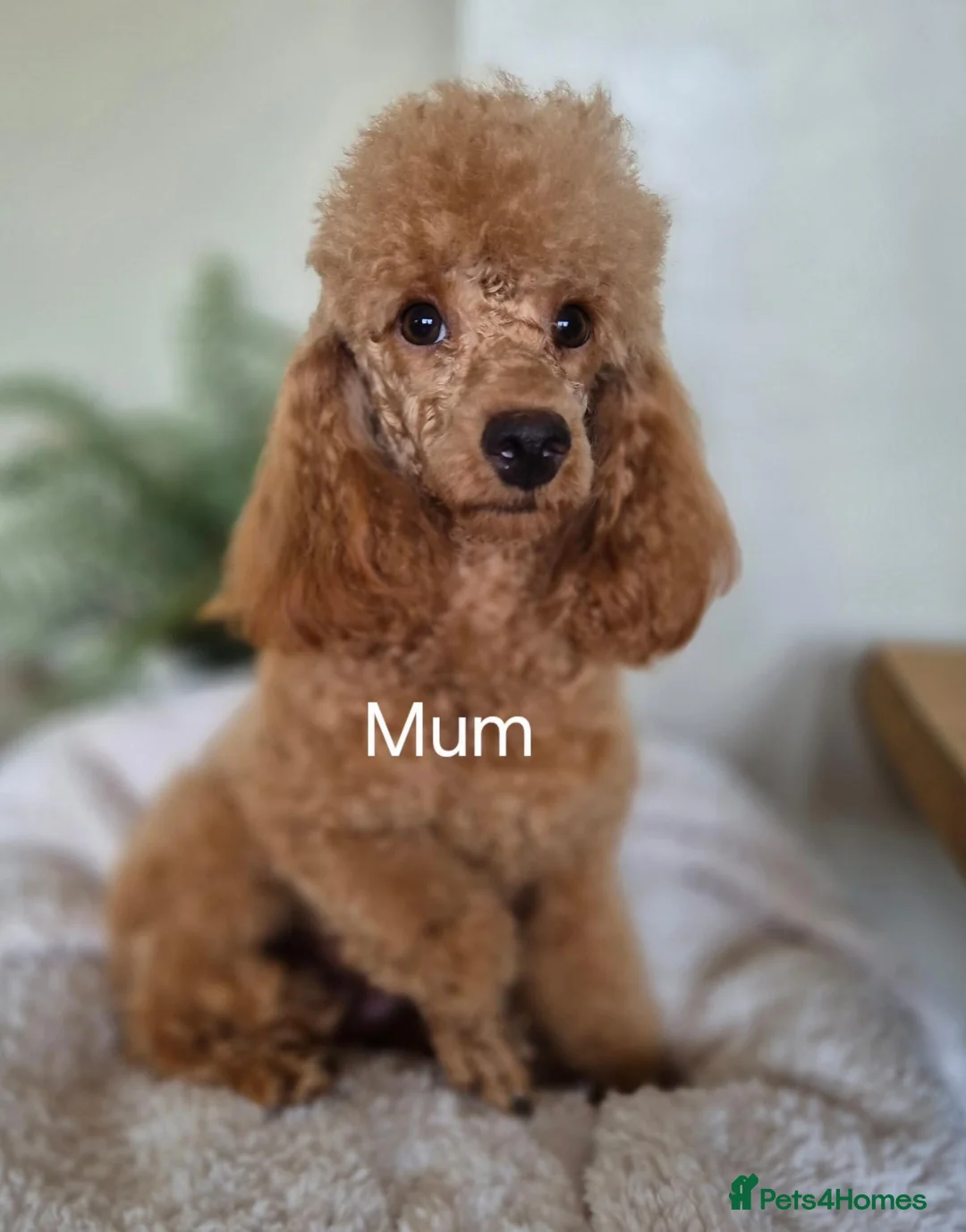 Cocker Spaniel dogs for sale: Kc regd cocker spaniels - Advert 7