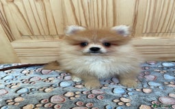 Pomeranian dogs for sale: Two puppies left Ready to Leave  - Image 10