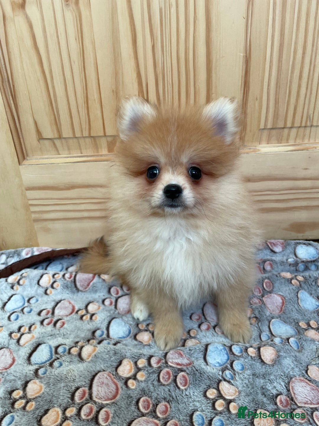 Pomeranian dogs for sale: Two puppies left Ready to Leave  - Image 10