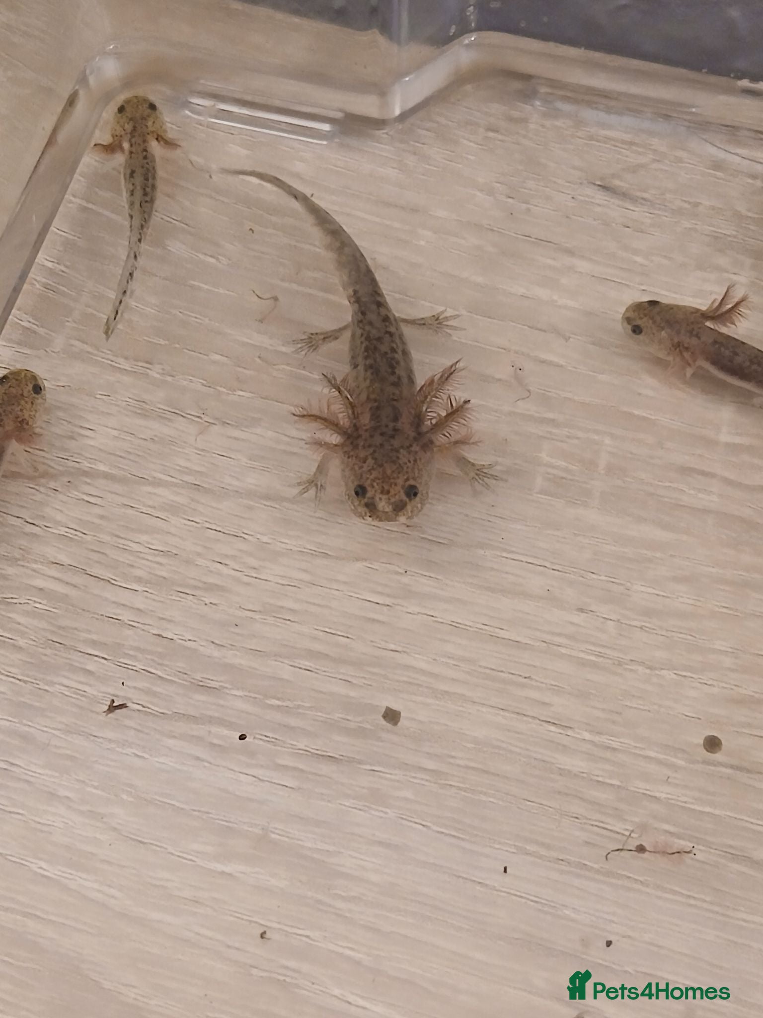 Axolotl reptiles Axolotl - Advert 1