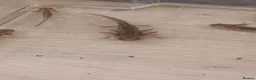 Axolotl reptiles for sale: Axolotl - Advert 1