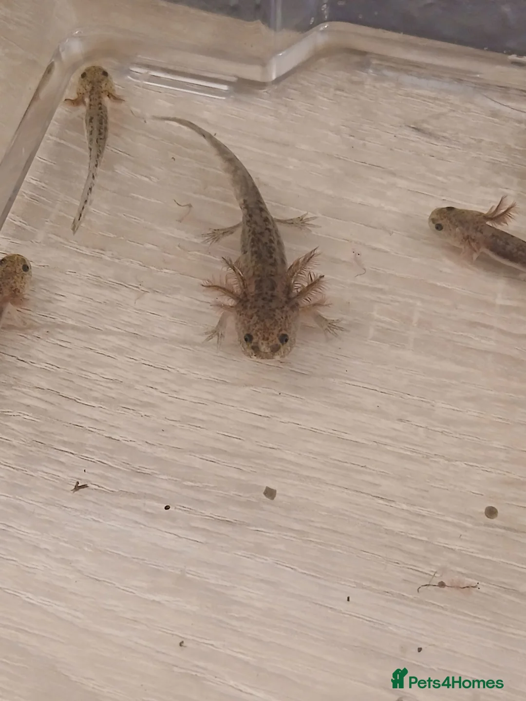 Axolotl reptiles for sale: Axolotl - Advert 1
