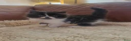 Exotic cats for sale: Persian exotic kittens ready now! - Advert 5