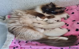 Ragdoll cats for sale: GCCF registered ragdoll kittens. in Grimsby - Image 3