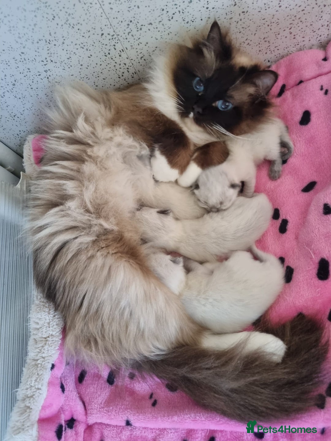 Ragdoll cats for sale: GCCF registered ragdoll kittens. in Grimsby - Image 3