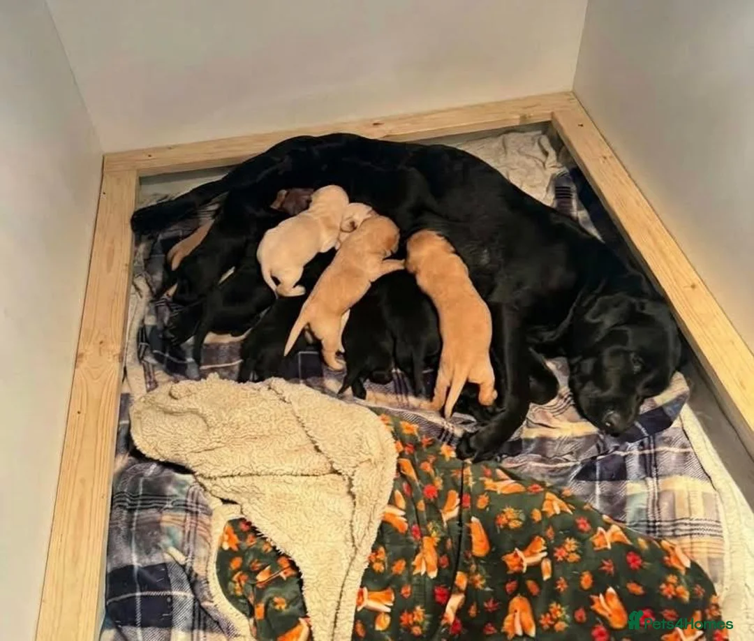 Labrador Retriever dogs for sale: Labrador puppies  - Advert 1